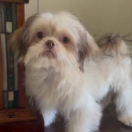 Aristides (Ari) - Liver male Shih Tzu puppy in Burlington, North Carolina from Nancy’s Lil’Shih Tzus
