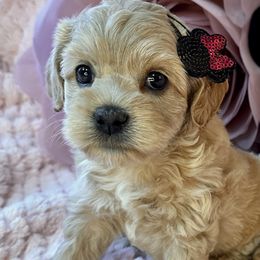 Minnie - Buff Cockapoo puppy in Roseville, California from Darby Park Doodles