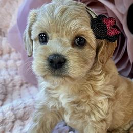 Minnie - Buff Cockapoo puppy in Roseville, California from Darby Park Doodles