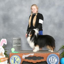 Newman - Shetland Sheepdog