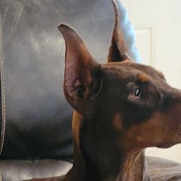 Quinn - Doberman Pinscher