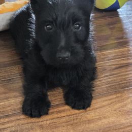 Girl 6 - Black female Scottish Terrier puppy in Seymour, Missouri from Fairview's Precious Pups