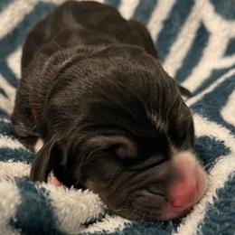 Red Male - Black brown and white male Basset Hound puppy in Temple, Texas from Southern Rose Bassets