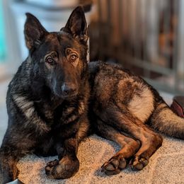 Bash - German Shepherd