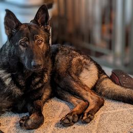 Bash - German Shepherd