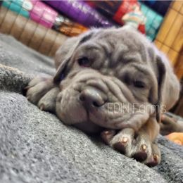 Neapolitan Mastiff Puppies from EDIN Farms Neos
