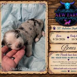 Bones - Blue merle male Australian Shepherd puppy in Citra, Florida from AEW Farm