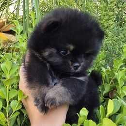 Pomeranian Puppies from Legacy Poms OC