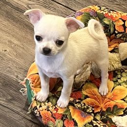 Boy 1 - Cream and white Chihuahua puppy in Simpsonville, Kentucky from Isa's Chihuahuas