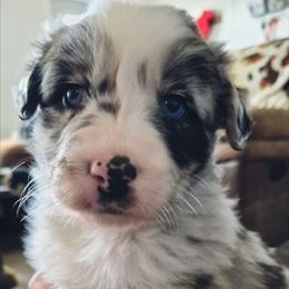 Svin-Blue Merle Male - Blue merle male Australian Shepherd puppy in Sioux Falls, Sd Area, South Dakota from Diamond Aussies N the Rough