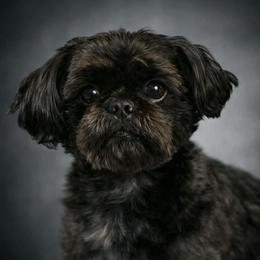 Shiloh - Shih Tzu