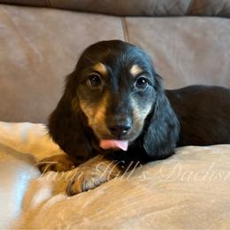 Delaware - Black and cream male Dachshund puppy in Jonesboro, Illinois from Twin Hills Dachshunds
