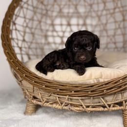 Asiago BLUE EYE - Brown and white male Aussiedoodle puppy in Sweetwater, Florida from Sandy Snout Doodles