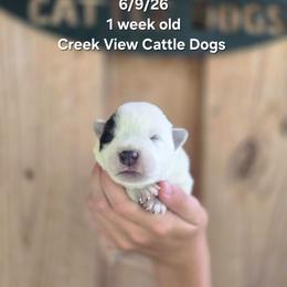 Boy 1 - Blue mottled male Australian Cattle Dog puppy in Monroe, North Carolina from Creek View Cattle Dogs
