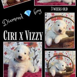 DIAMOND Boy - White male German Shepherd puppy in Apache Junction, Arizona from CS Vista Farms