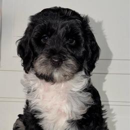 Peter - Blue Merle - Merle male Australian Labradoodle puppy in Beecher, Illinois from Erica’s Doodles