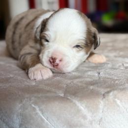 SpongeBob - Red merle male Miniature Australian Shepherd puppy in Buchanan, Georgia from Stanleyville Farm Mini Aussies