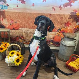 Great Dane All Grown Up from Evergreen Danes