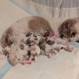 Cavapoo Puppies from Crystal Coast Cavapoodles