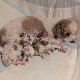 Cavapoo Puppies from Crystal Coast Cavapoodles