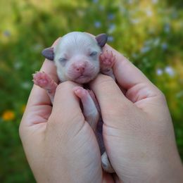 Korean Taiyo - White male Maltipoo puppy in Barren Springs, Virginia from Seeking Shalom Acres Maltese, Maltipoos & Havamalts