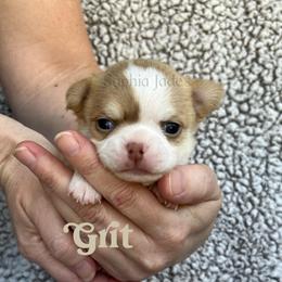 Grit - Chocolate and white male Chihuahua puppy in Augusta, Georgia from Sophia Jade's Chi Brigade