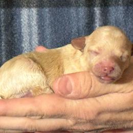 Baloo - Apricot male Maltipoo puppy in Alexander, Arkansas from Durham's Designer Poos