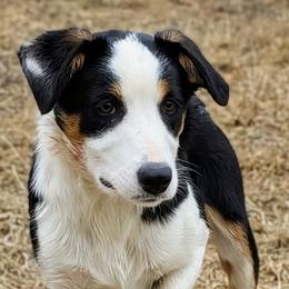 Taff - Tri-color female Border Collie puppy in Strafford, Vermont from Thundering Paws Farm Working Collies