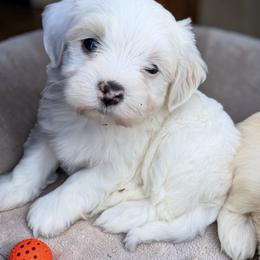 Archer - White male Havanese puppy in Cadwell, Georgia from Hashtag Havenese