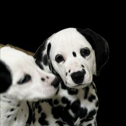 Girl 8 HUA peach collar - Dalmatian puppy from Poconopaws