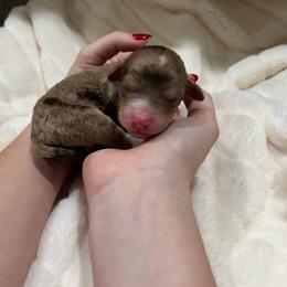 Cap (Captain America) - Red merle male Aussiedoodle puppy in Springfield, Missouri from Aspen River Doodles