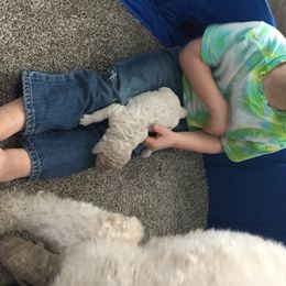 Aussiedoodle Puppies from Epic doodle league
