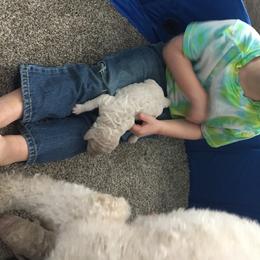 Aussiedoodle Puppies from Epic doodle league