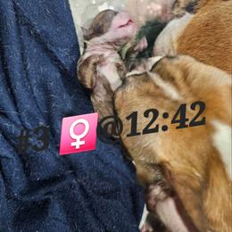 Pup 3 is Girl 1 - Red female Boston Terrier puppy in Versailles, Indiana from Benhams Bostons