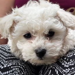 Bichon Frise Puppies from Champion Bichon