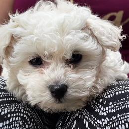 Bichon Frise Puppies from Champion Bichon