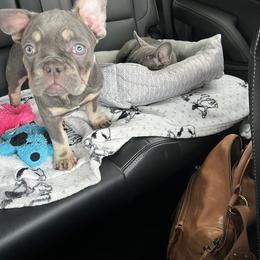 French Bulldog Puppies from The Frenchie Ravine Connection LLC
