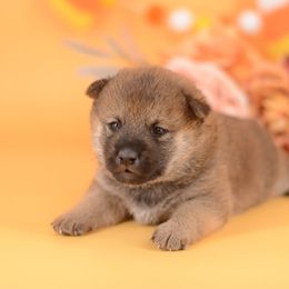 Ansel -FULL AKC REGISTRATION- - Red male Shiba Inu puppy in Neosho, Missouri from Kenny Cave K9s