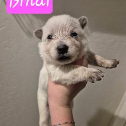 Bindi - Blue female Australian Cattle Dog puppy in Prescott Valley, Arizona from KS Cattle Dogs
