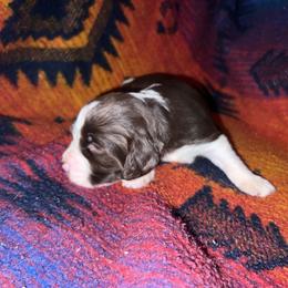 Kitty - Liver and white female English Springer Spaniel puppy in Liverpool, Pennsylvania from Breezy Acres Stock & Sporting Dogs