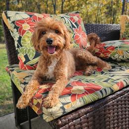 Roxy - Red  female Goldendoodle puppy in Fordland, Missouri from K&K's Puppy Kingdom