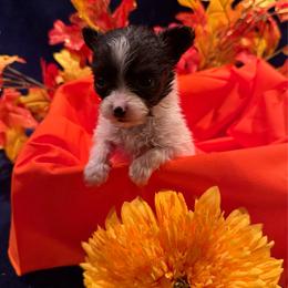 Girl 2 - White black and tan female Papillon puppy in Fremont, Michigan from Barque