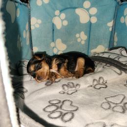 Female - Black and gold female Yorkshire Terrier puppy in Pflugerville, Ohio from Little Yorkie World Texas