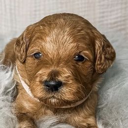 Goldendoodles from B+C Doodles