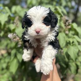 Funyun - Tri-color male Bernedoodle puppy in Northglenn, Colorado from Colorado Bernedoodle Babies