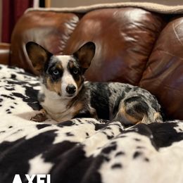 Axel - American Corgi