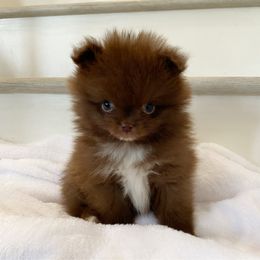 Bulldog and Pomeranian Puppies from Pawsh Poms