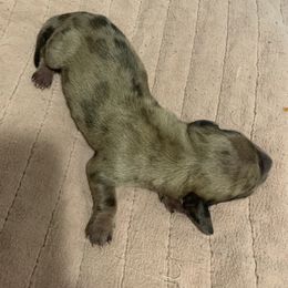 3 Smooth male brown dapple - Dapple male Dachshund puppy in Bethany, Connecticut from Mardox Dachshunds