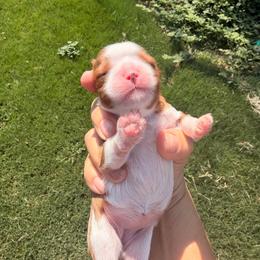 Muffin - Blenheim female Cavalier King Charles Spaniel puppy in Gilbert, Arizona from Cacti Cavaliers
