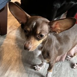Companion Crosses from Flores' Puppies
